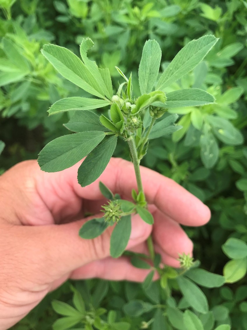 Alfalfa at early bud stage.